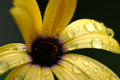 Blume